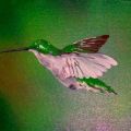 il volo del colibr