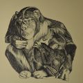 Amore fra scimpanz
