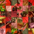 Rubik Insectum - Rosso
