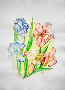 Iris rossoblu