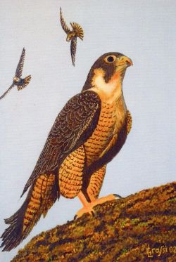 LG 0230 - Il falco pellegrino
