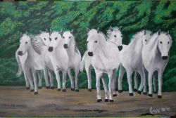 LG 0297 - Cavalli bianchi Camargue