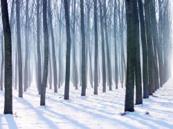Sognare in un bosco invernale