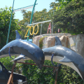 I delfini del porto di Cetraro
