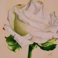 Rosa della Sposa - Olio su tela - 2009 100x100