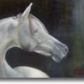 cavallo bianco